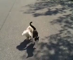 Un dolcissimo gatto guida il suo amico barboncino non vedente