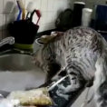 Ecco come questo gatto lava i piatti ogni giorno