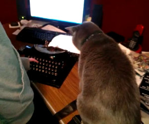 Gatto odia la macchina da scrivere