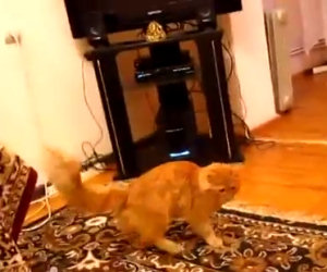 Questo gatto si terrorizza quando ascolta la canzone di Super Mario