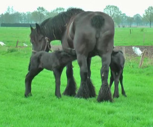 Una mamma partorisce due puledri gemelli, ecco la loro dolcezza