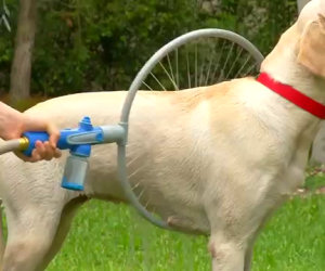 Un'invenzione geniale che faciliterà la vita dei cani e dei padroni