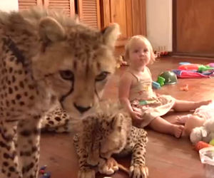 Due piccoli ghepardi vengono adottati e giocano con i bambini