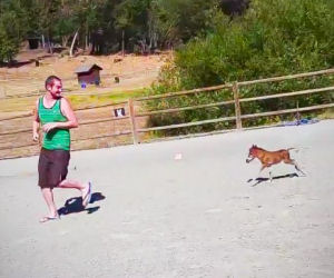 Un pony con tre giorni di vita gioca con il suo amico umano