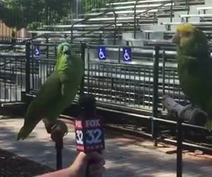 Una giornalista intervista 2 pappagalli, il risultato è incredibile!