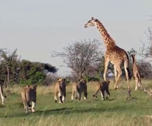Giraffa protegge il figlio dai leoni