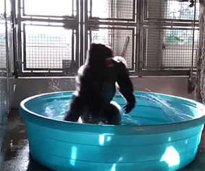 Il gorilla che balla in piscina migliorerà la vostra giornata