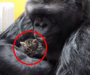 Il gorilla prende in braccio un gattino e lo coccola teneramente