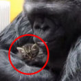 Il gorilla prende in braccio un gattino e lo coccola teneramente