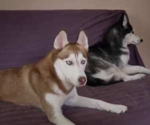 Un simpatico Husky dialoga col padrone a proposito della cena