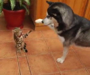 Husky e gatto fanno amicizia