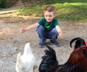 Il bambino chiede un abbraccio alla gallina, lei risponde in questo modo