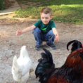 Il bambino chiede un abbraccio alla gallina, lei risponde in questo modo