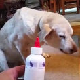 Si avvicina al cane per dargli la medicina, ecco la sua reazione