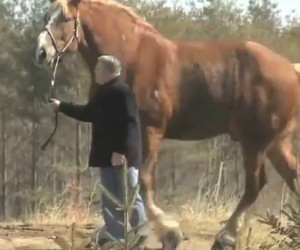 Ecco il cavallo più alto al mondo, vederlo fa davvero impressione!