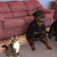 I due cani sono ben addestrati, il loro amico gatto li imita