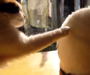 Il gatto e l'amico indifferente