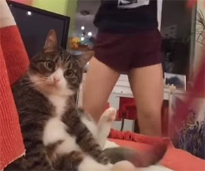 Questo gatto è sconvolto dal ballo della padrona su TikTok