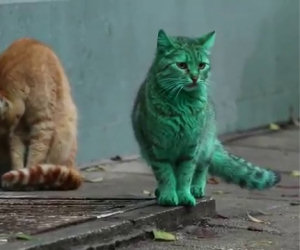 Il gatto verde smeraldo