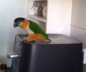 Sappiamo che i pappagalli sanno parlare, ma lui sa fare di più
