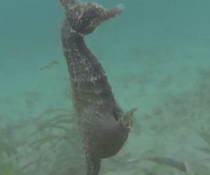 Un cavalluccio marino si ferma davanti ad un sub e partorisce