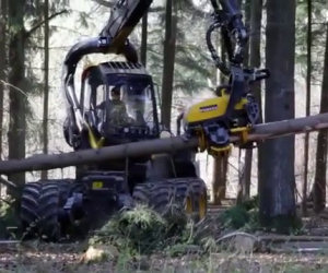 Il peggiore incubo di un albero