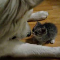 Porta a casa un minuscolo gattino, ecco come reagisce il cane