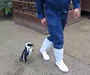 Il dolce pinguino che insegue il custode di uno zoo giapponese