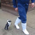 Il dolce pinguino che insegue il custode di uno zoo giapponese