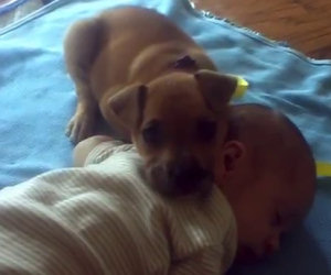 Mentre il bambino dorme il cucciolo fa la cosa più dolce mai vista