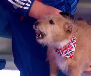 Un minuscolo cane sale sul palco e mostra il suo incredibile talento