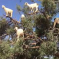 Ecco come queste capre riescono ad arrampicarsi sugli alberi
