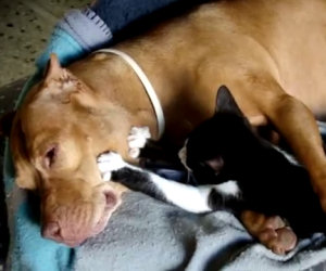 Immenso amore tra un cane e un gatto