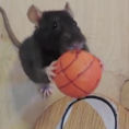 Odiate i ratti? Dopo questo video imparerete ad amarli