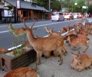 Invasione di cervi in Giappone