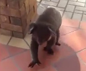 Koala si autoinvita a casa