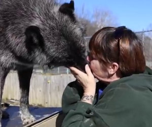 Una donna bacia un lupo, ciò che succede dopo è pazzesco