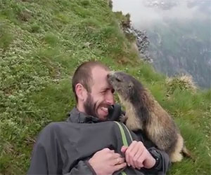 La marmotta più coccolona al mondo, ecco cosa fa all'alpinista