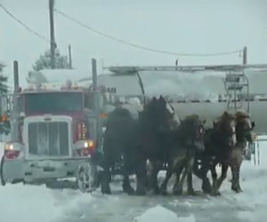 Quattro cavalli enormi in fila davanti a un tir, ecco la loro potenza