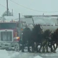 Quattro cavalli enormi in fila davanti a un tir, ecco la loro potenza