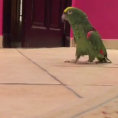 La risata diabolica di un pappagallo che entra nella stanza