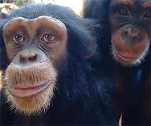 Questa scimmia ha stupito tutti: guardatele gli occhi e capirete perchè
