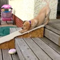 Labrador non vuole scendere le scale, ecco la soluzione che trova