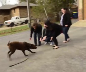 Un labrador è stato rubato, ecco cosa fa quando rivede la sua famiglia