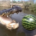 Lancia un'anguria ad un coccodrillo, ecco cosa succede...