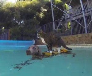 Ciò di cui è capace questo incredibile gatto ti lascerà senza parole