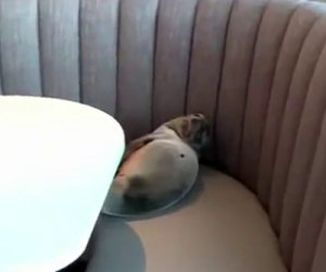Un leone marino viene ritrovato dentro un ristorante a San Diego