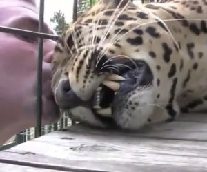 Leopardo ama essere coccolato