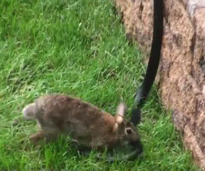 Il coniglio è attaccato da un serpente, la mamma corre a difenderlo