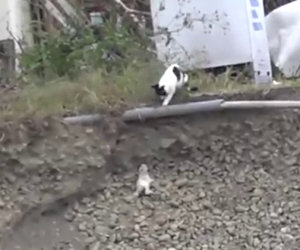 Mamma gatta capisce il pericolo e salva la vita al suo piccolo